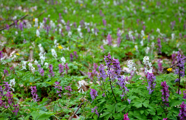 corydalis
