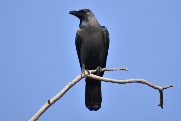 raven
