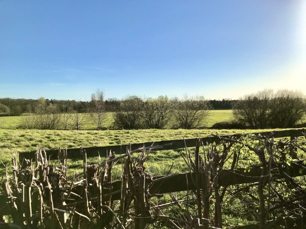 surrey