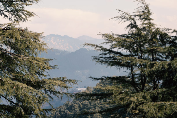 simla