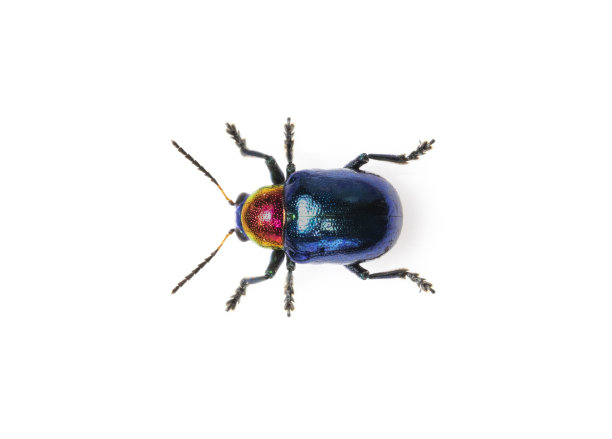 beetles