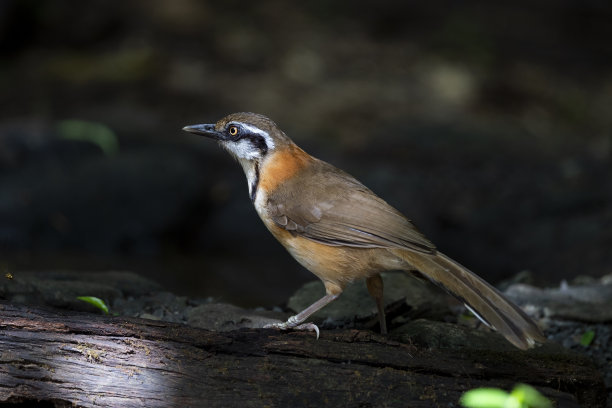 laughingthrush