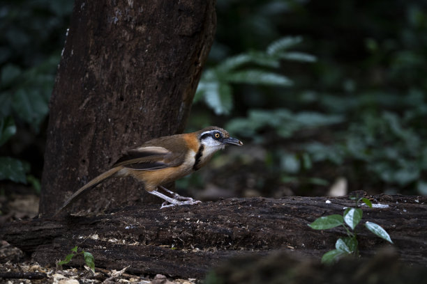 laughingthrush