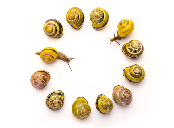 无脊椎动物标志