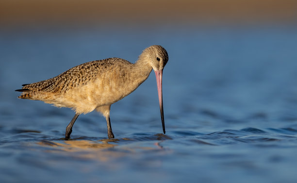 limosa
