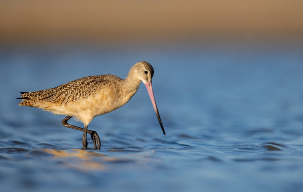 limosa