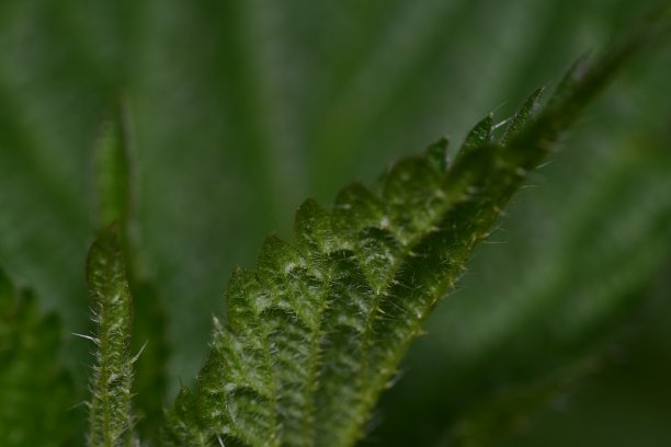 nettles