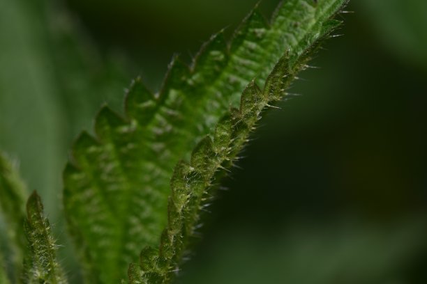 nettles