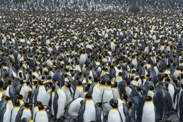 colony