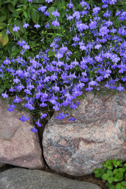 lobelia