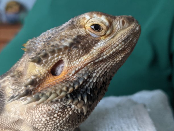 pogona