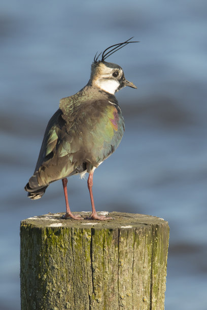 charadriiformes