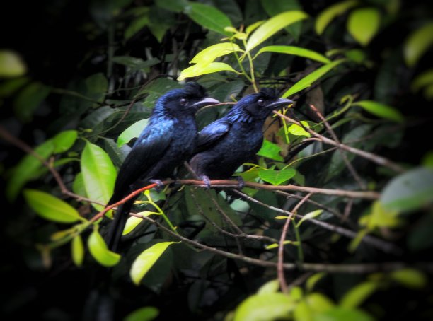 drongo