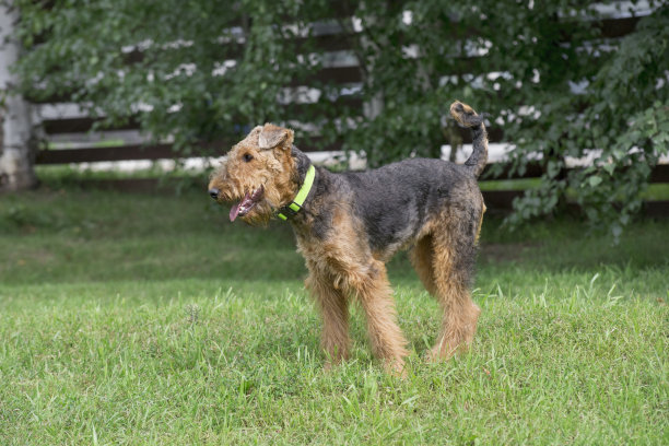 airedale