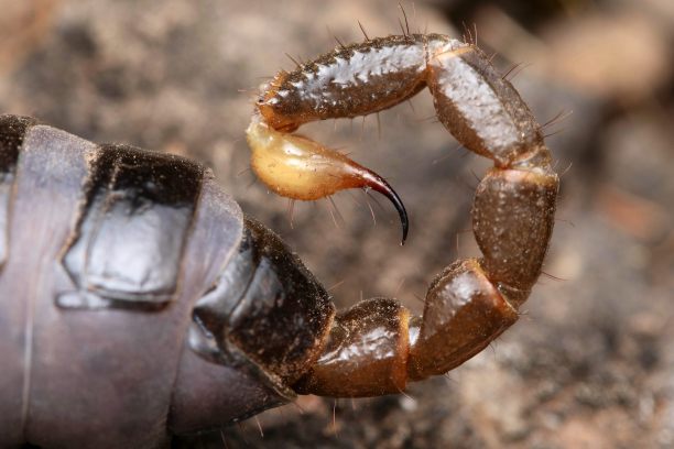 arthropod