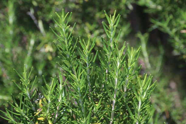 rosemary