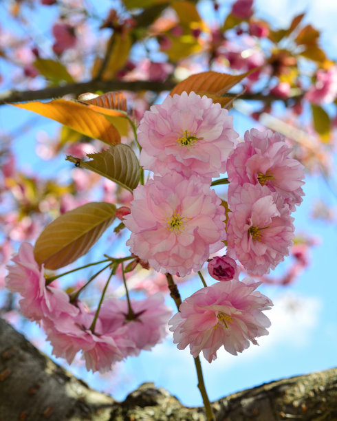 sakura
