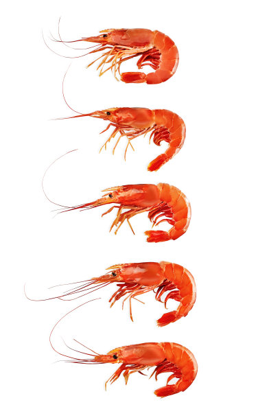 shrimps
