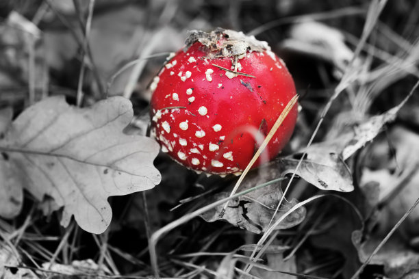 amanitaceae