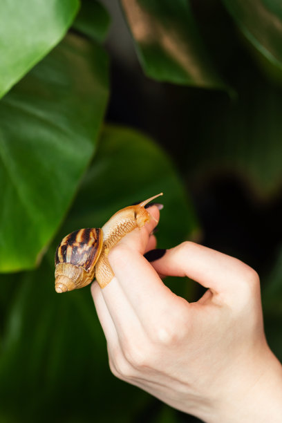 无脊椎动物标志