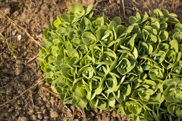 sedum