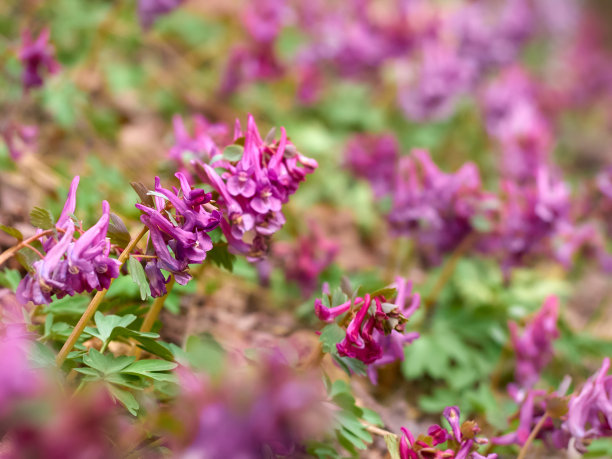 corydalis