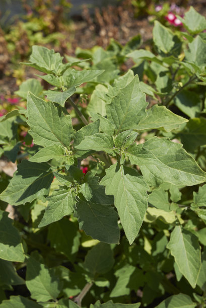 solanum