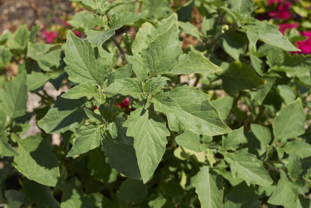 solanum