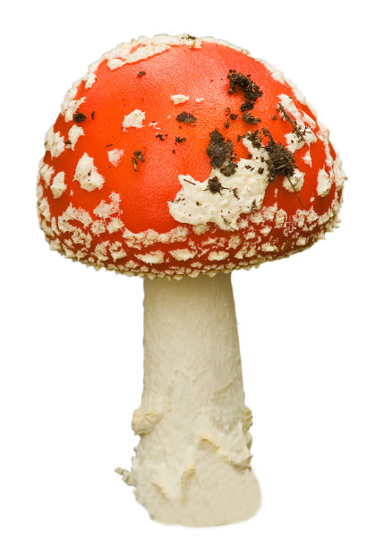 amanitaceae