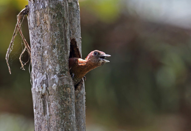 perched