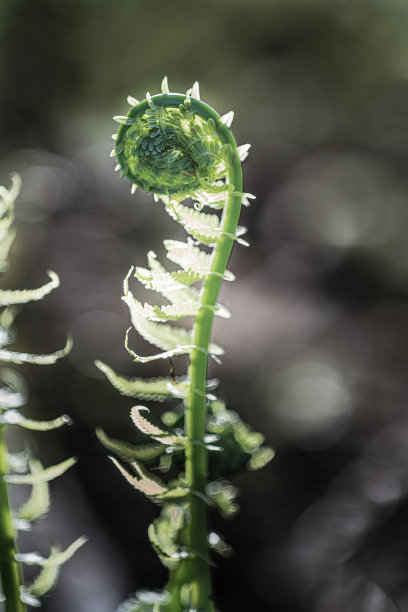 fiddlehead