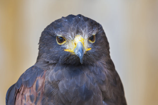 buzzard