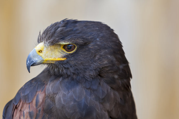 buzzard
