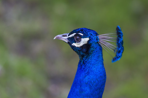 preen