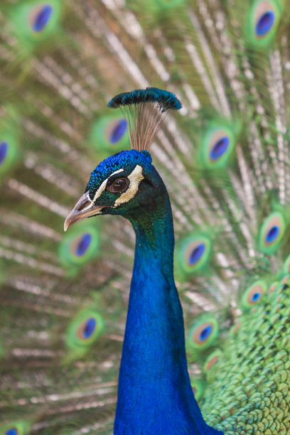 preen