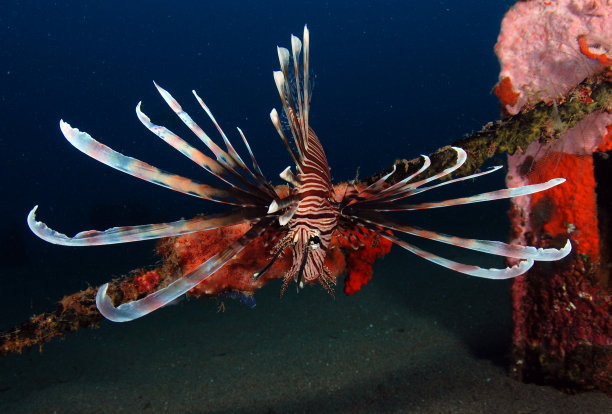 lionfish