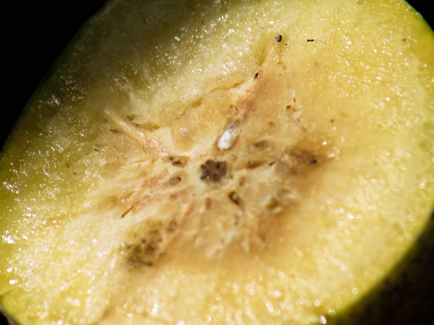 spondias