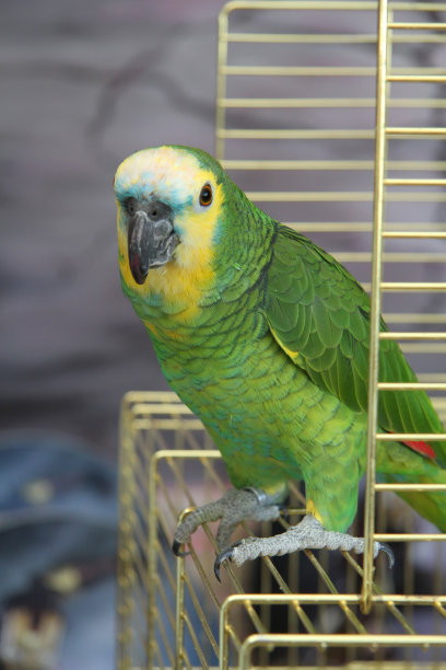 eclectus