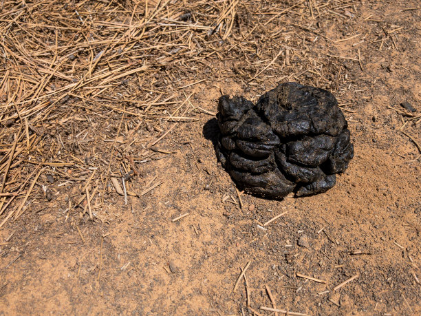 poo