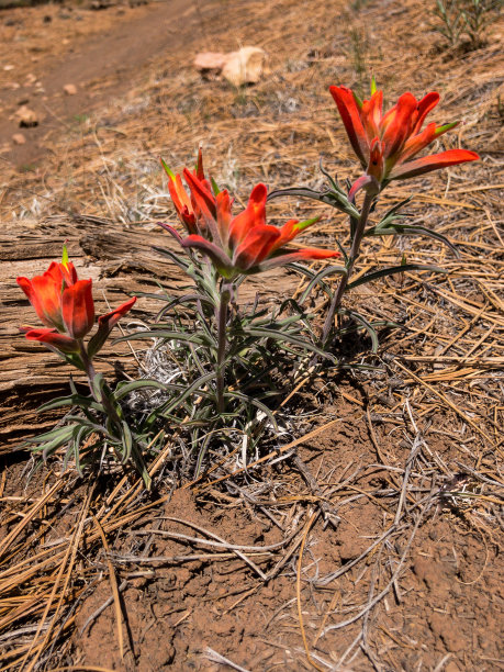 hawkweed