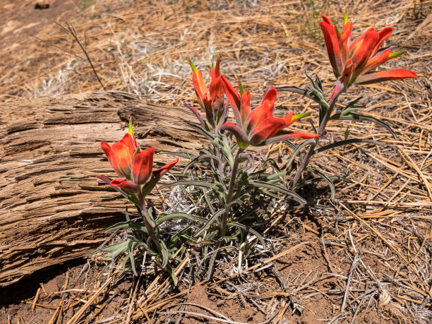 hawkweed