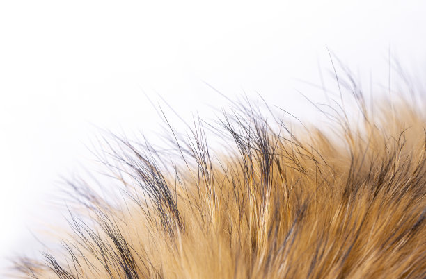 hairs