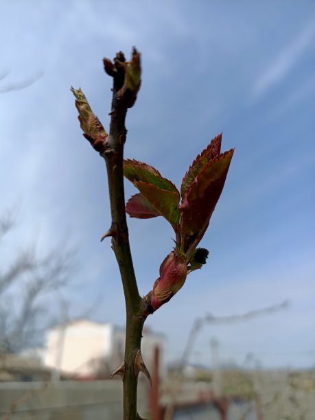 twig