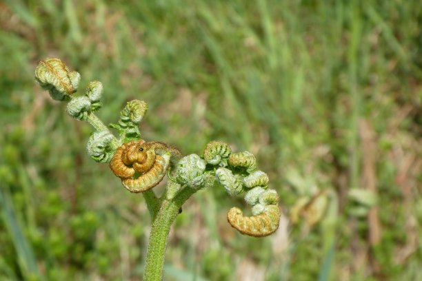 fiddlehead
