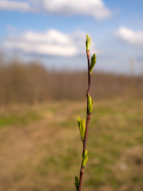 twig