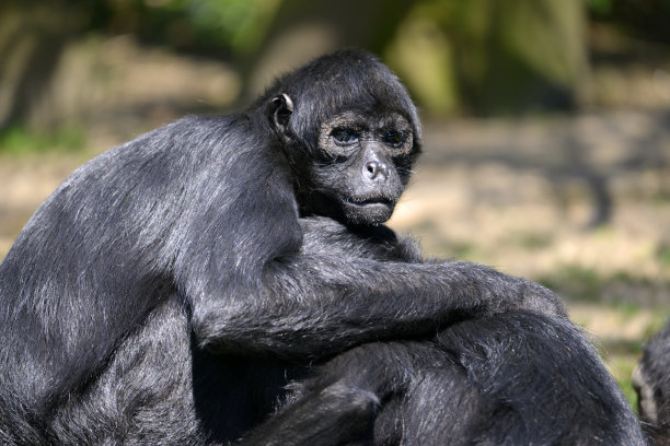 ape