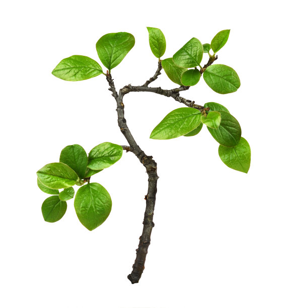 twig