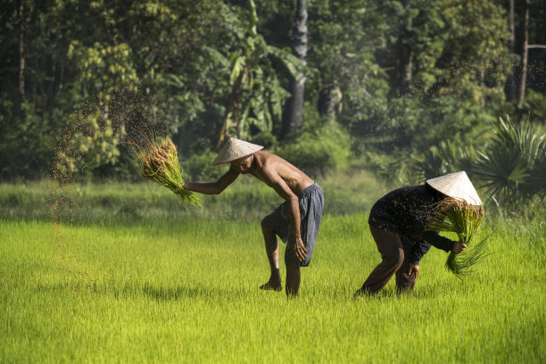水稻种植