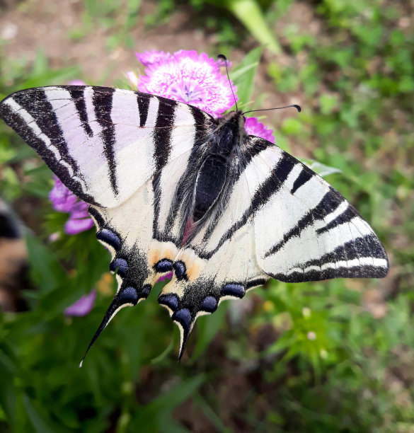 danaus