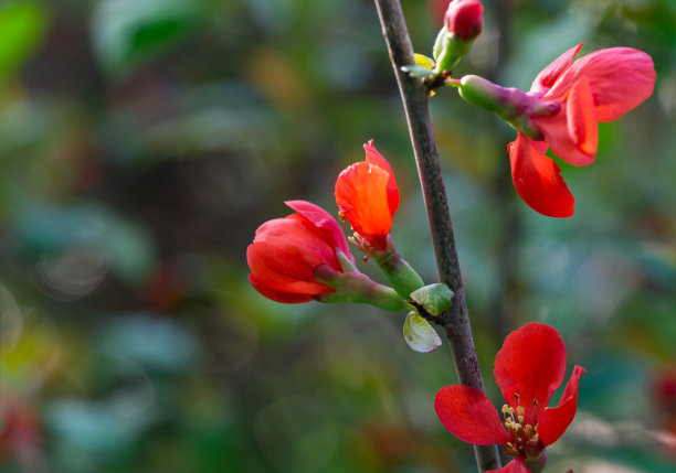 chaenomeles